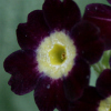 Primula Auricula Old Tall Purple Dusty Miller - Abriachan Nurseries